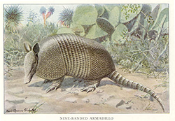When startled an armadillo will leap upward